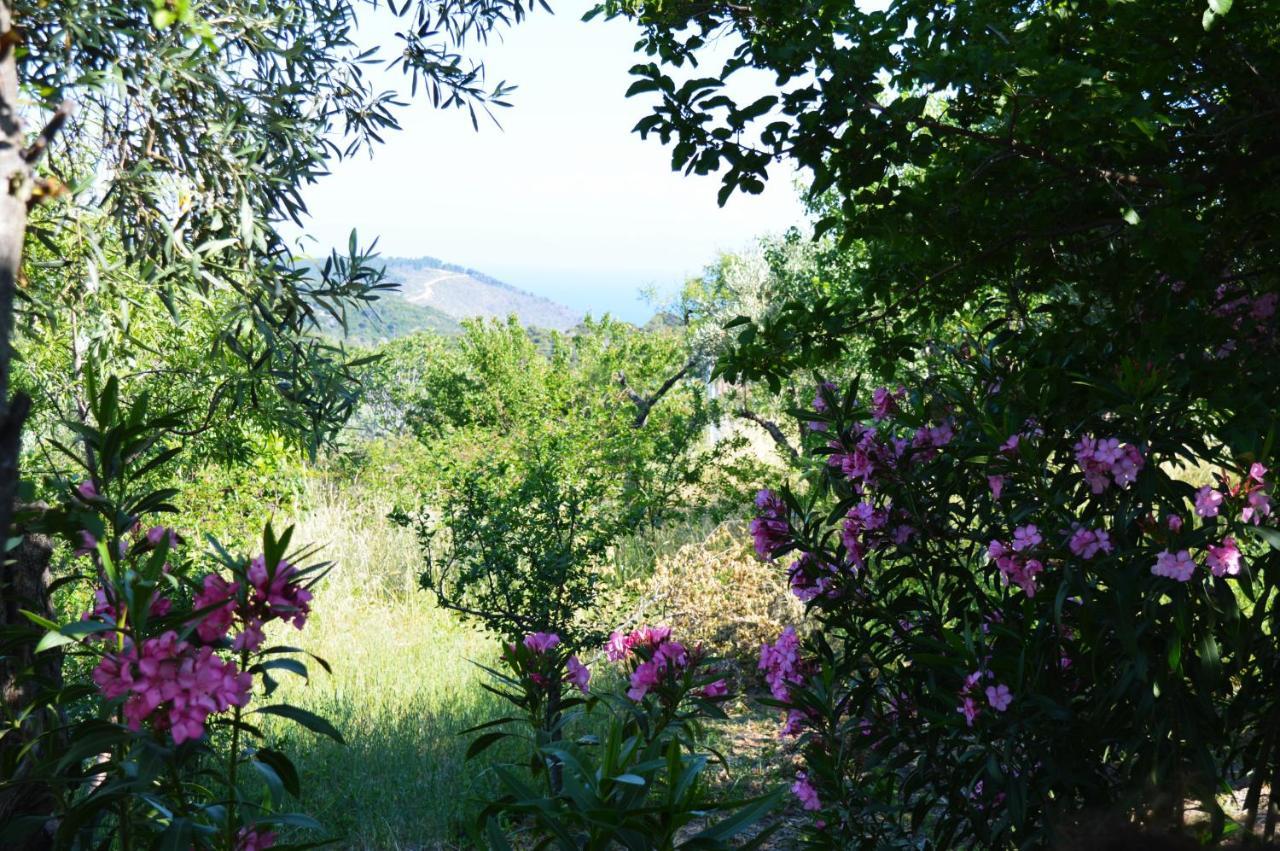 Alikias Country House Panormos  Eksteriør billede